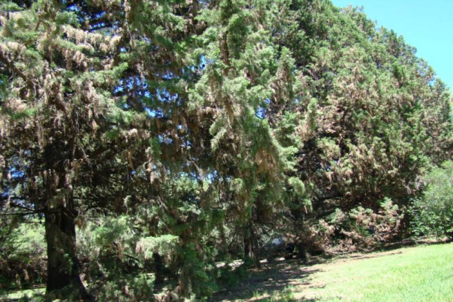 San Javier,Córdoba,Argentina,6 Habitaciones Habitaciones,5 BañosBaños,Chacras-Quintas,1360